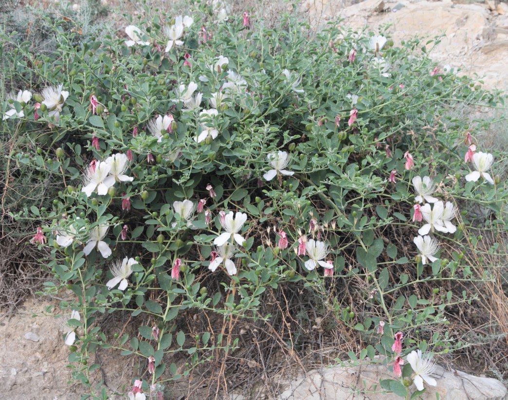 Image of Capparis herbacea specimen.