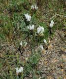 Astragalus macroceras