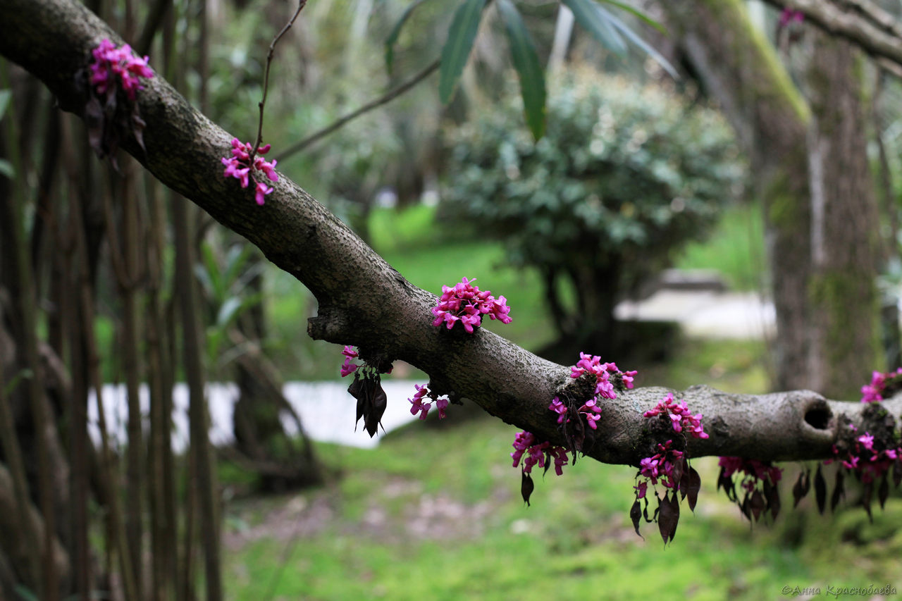 Изображение особи Cercis siliquastrum.