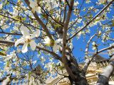 Magnolia kobus. Ствол и крона цветущего дерева. Швеция, Стокгольм, Блазихолмен (Blasieholmen), в культуре. 05.05.2017.
