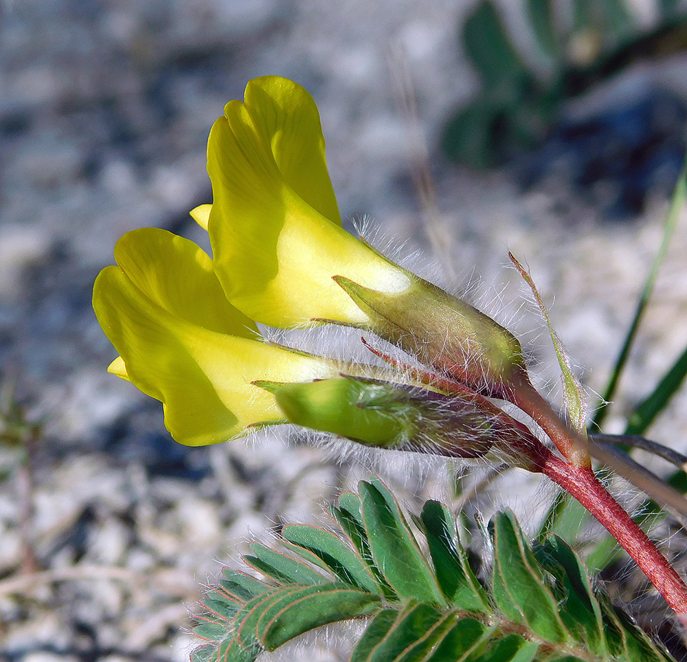 Изображение особи Astragalus utriger.