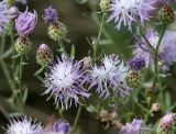 Centaurea stoebe