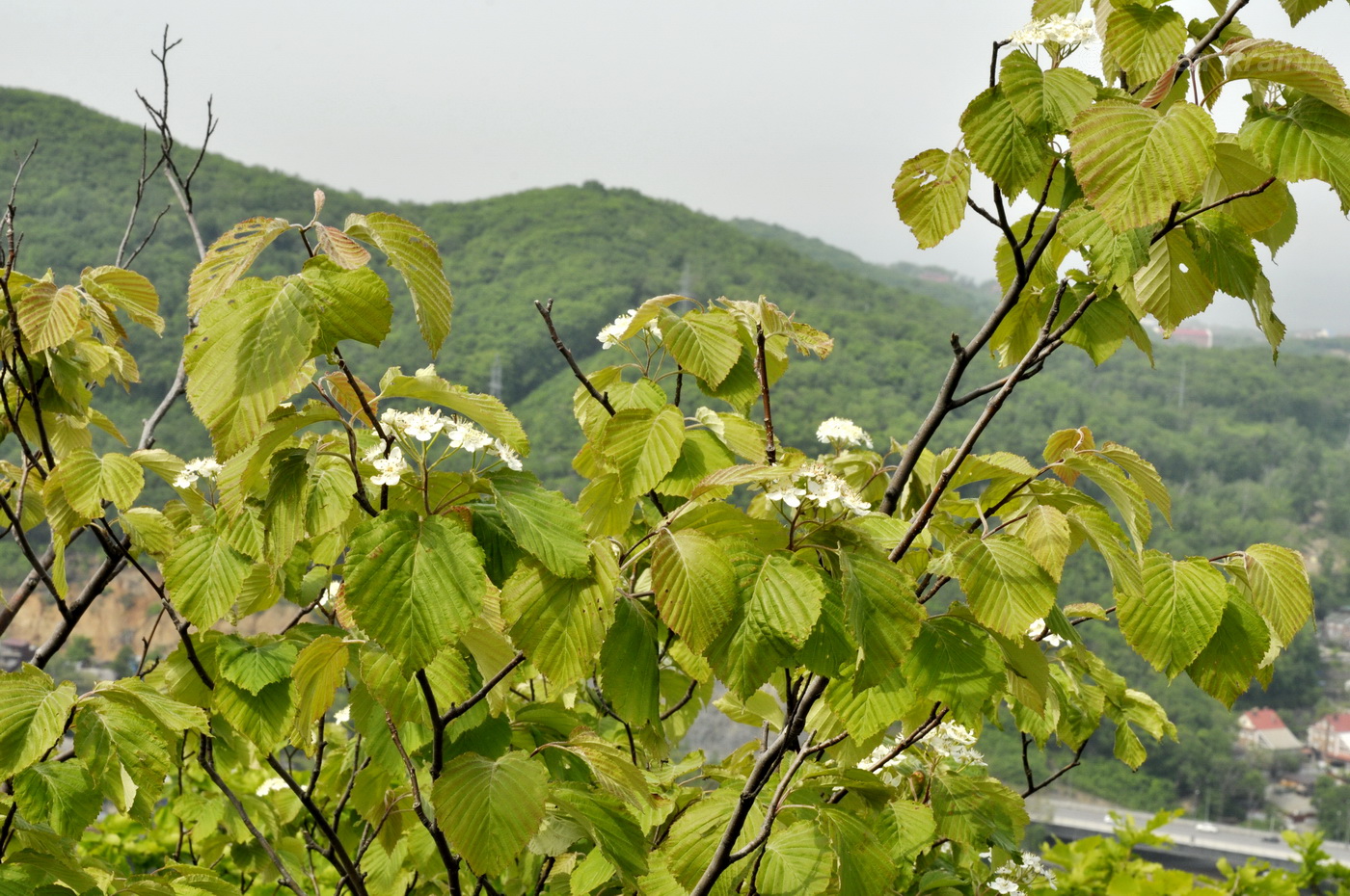 Image of Sorbus alnifolia specimen.