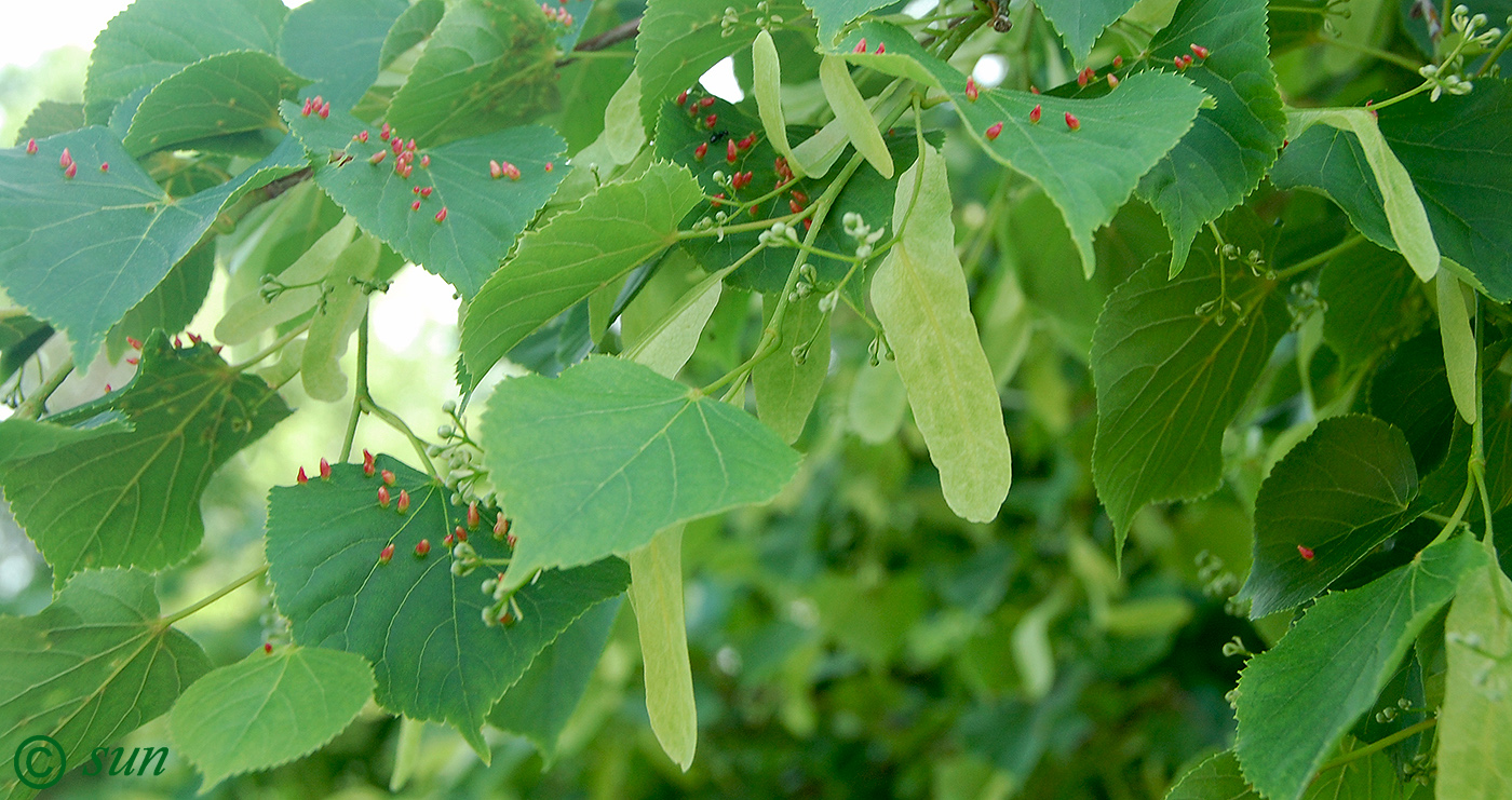 Изображение особи Tilia cordata.