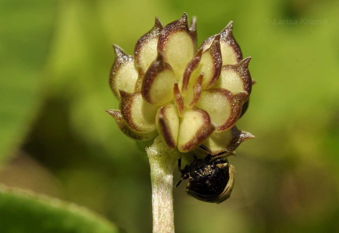 Изображение особи Ranunculus japonicus.