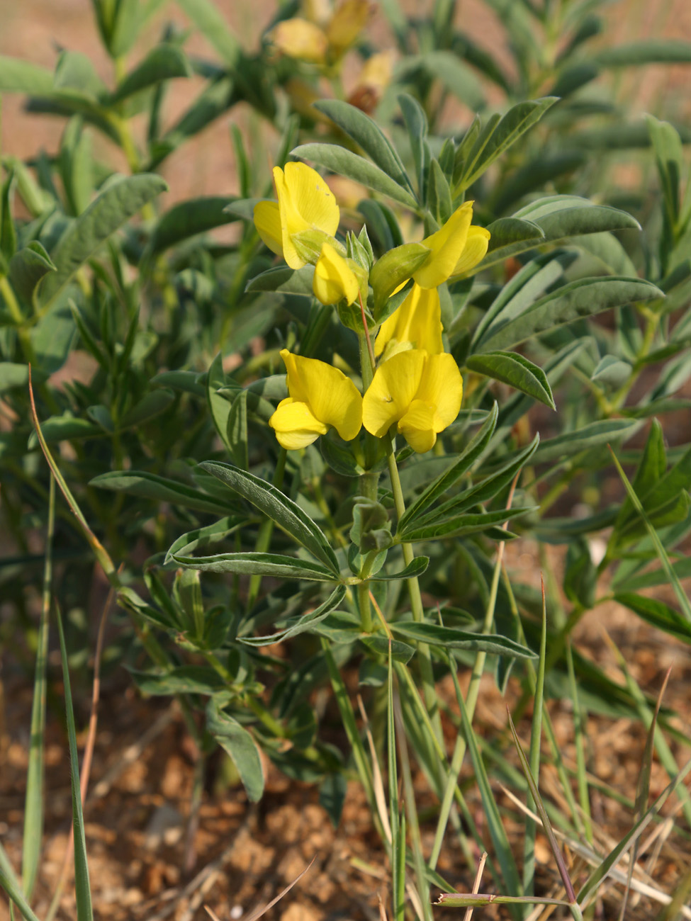 Изображение особи Thermopsis lanceolata.