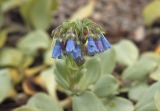 Mertensia maritima. Соцветие с сидящим Diptera. Сахалинская обл., Томаринский р-н, окр. пос. Неводское, щебнистый берег Татарского пролива. 28.07.2017.