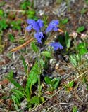 Dracocephalum grandiflorum. Цветущее растение. Алтай, Улаганский р-н, Улаганский перевал, берег оз. Киделю, ≈ 2000 м н.у.м., опушка хвойного леса. 18.06.2019.