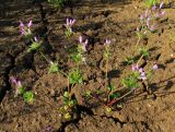 Lamium amplexicaule