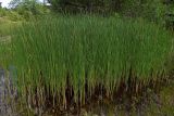 Typha angustifolia. Заросли цветущих растений. Республика Адыгея, г. Майкоп, южная окраина, подножие северной оконечности водораздельного хребта Нагиеж-Уашх, луг, небольшой зарастающий водоём. 30.05.2020.