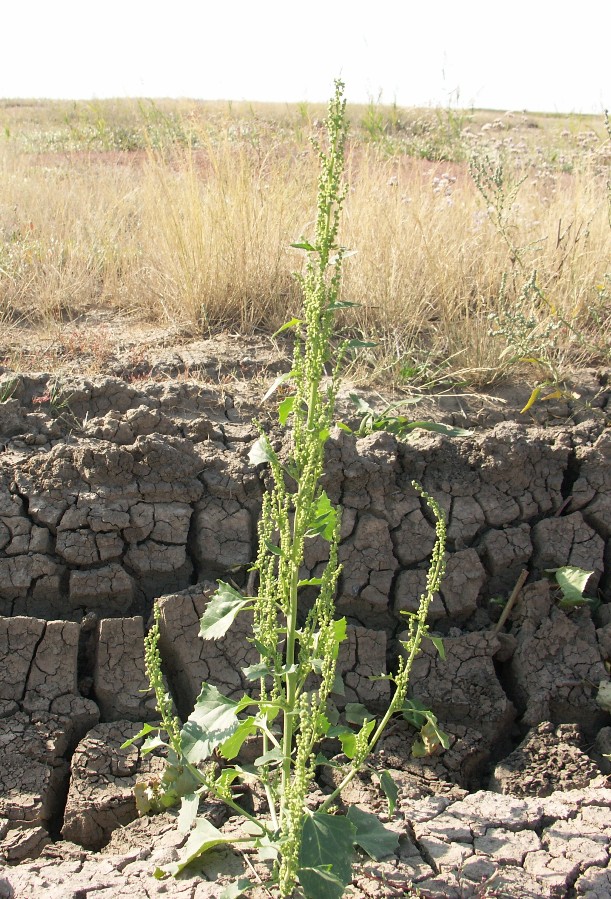 Image of Oxybasis urbica specimen.