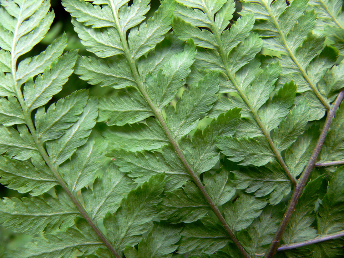 Image of Dryopteris assimilis specimen.