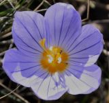 Crocus pulchellus