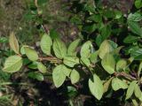 Cotoneaster lucidus. Верхушка ветви с завязавшимися плодами с нижней стороны. Магаданская обл., г. Магадан, побережье бухты Нагаева, сквер \"Маяк\", в озеленении. 15.07.2021.