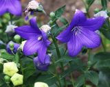 Platycodon grandiflorus. Побег с цветками и бутонами. Московская обл., Одинцовский р-н, г. Кубинка, цветник. 25.07.2021.