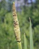 Typha latifolia