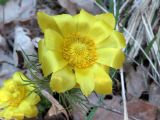 Adonis vernalis. Цветок. Ульяновск, Заволжский р-н, смешанный лес с кустарником. 01.05.2023.