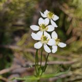 Anemonastrum calvum