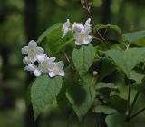 Philadelphus tenuifolius