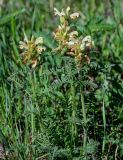 Pedicularis sibirica. Цветущие растения. Хакасия, Орджоникидзевский р-н, долина р. Сарала, луг. 09.06.2022.