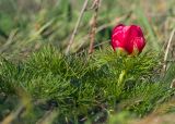 Paeonia tenuifolia