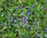 Vinca herbacea