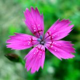 Dianthus deltoides