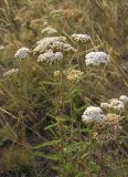 Achillea setacea