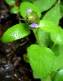 Prunella vulgaris