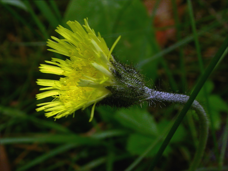 Изображение особи Pilosella officinarum.