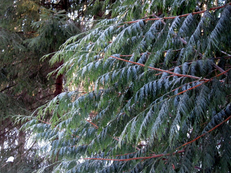 Изображение особи Thuja plicata.