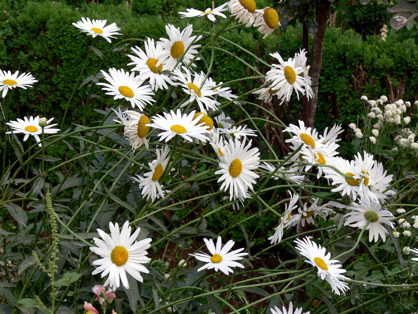 Изображение особи Leucanthemum maximum.