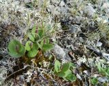 Salix reticulata