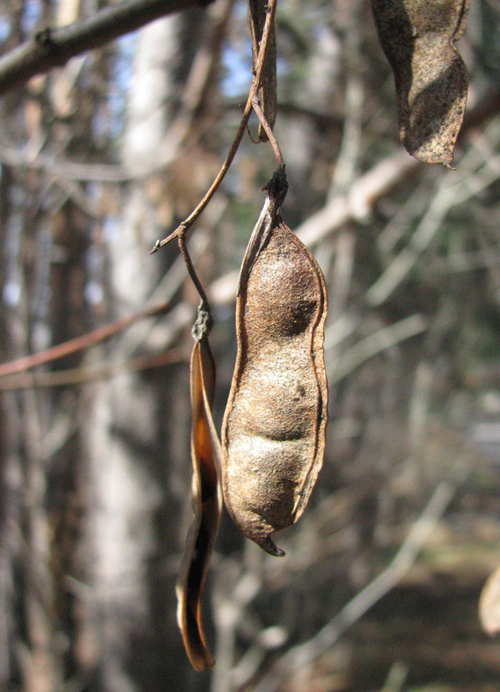 Изображение особи Robinia pseudoacacia.