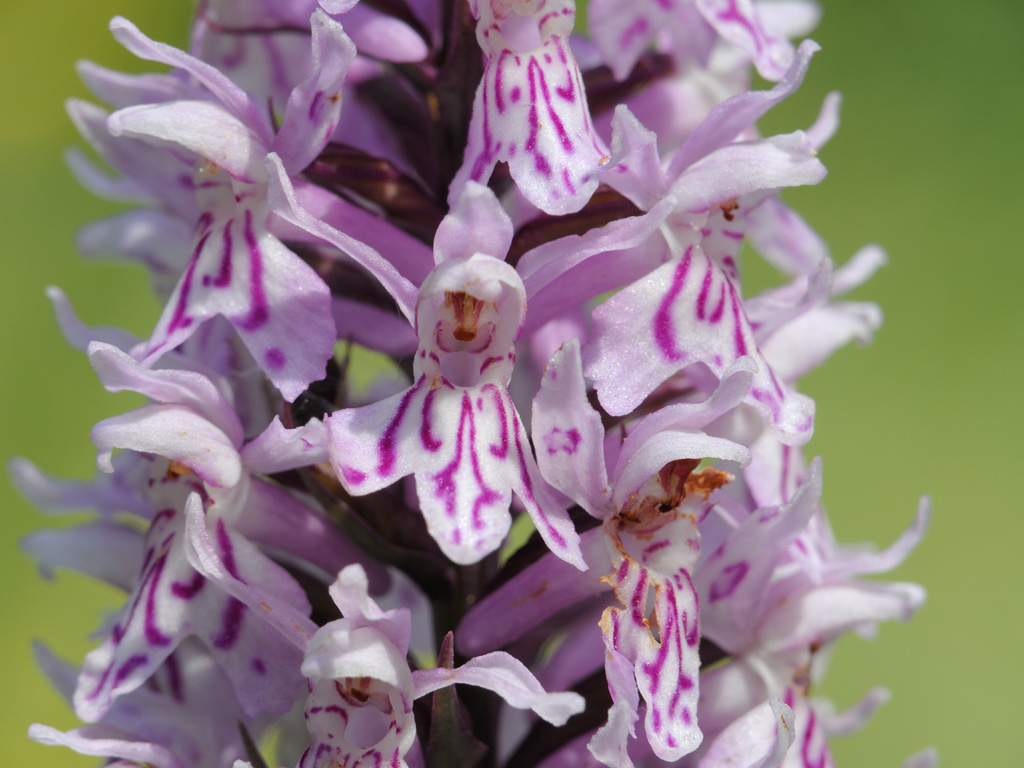 Изображение особи Dactylorhiza fuchsii.