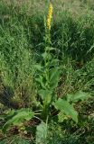 Verbascum nigrum