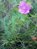 Geranium sanguineum. Цветущее растение. Краснодарский край, Новороссийский р-н, окр. пос. Абрау-Дюрсо, можжевеловое редколесье. 10.07.2013.