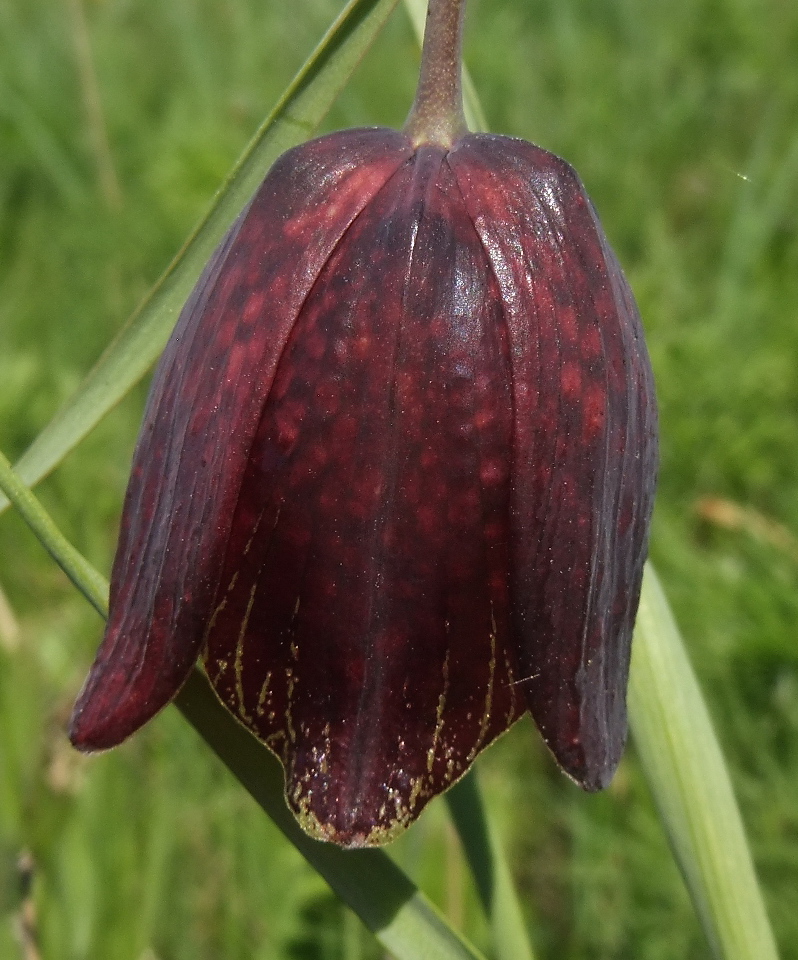 Изображение особи Fritillaria meleagroides.