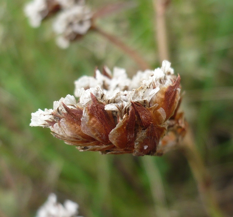 Изображение особи Goniolimon speciosum.