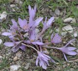 Colchicum haynaldii