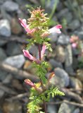 Pedicularis karoi