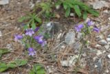 Campanula sibirica