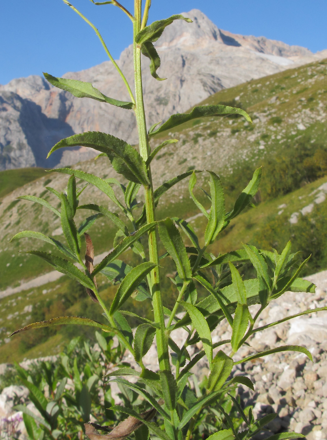 Image of Achillea biserrata specimen.