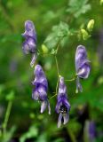 Aconitum sczukinii. Соцветие. Приморье, Лазовский р-н, окр. села Беневское, долина р. Еломовский ключ, смешанный лес. 18.08.2015.