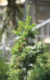 Taxus baccata