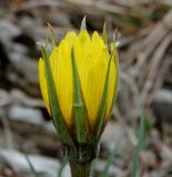 genus Tragopogon