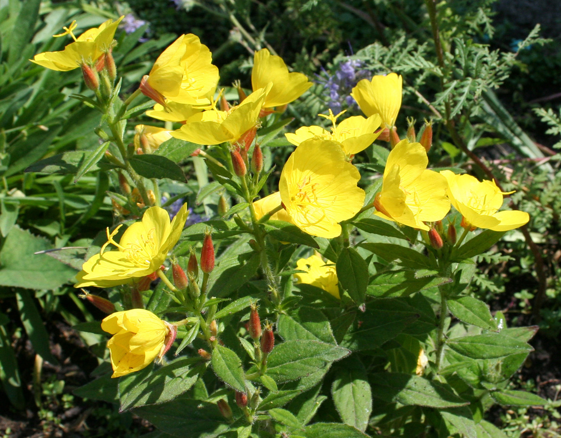 Изображение особи Oenothera pilosella.