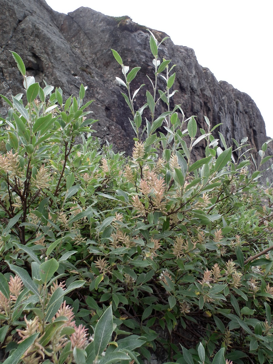 Изображение особи Salix glauca.