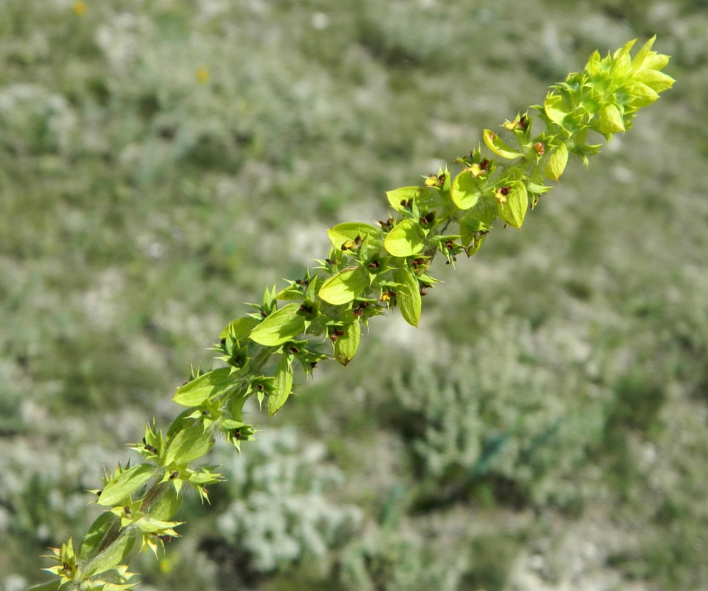 Image of Sideritis montana specimen.