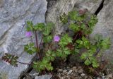 Geranium purpureum